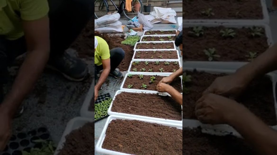 Garden maintenance services by GYG Garden maintenance services by GYG