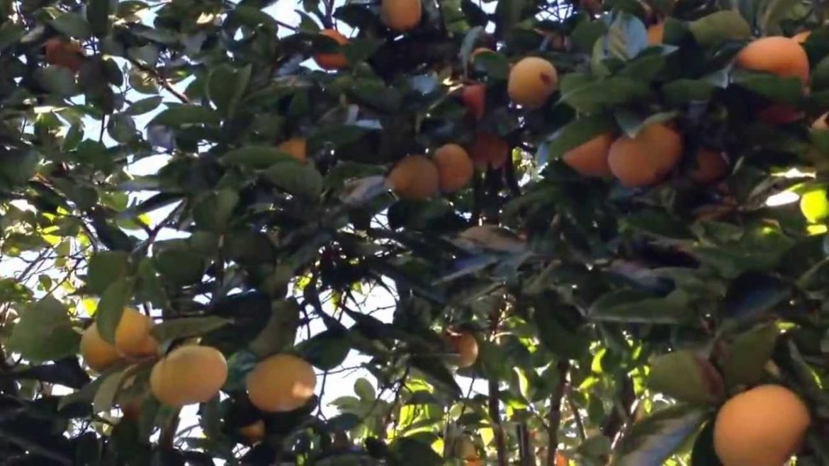 Harvest persimmon fruits in the back yard garden
