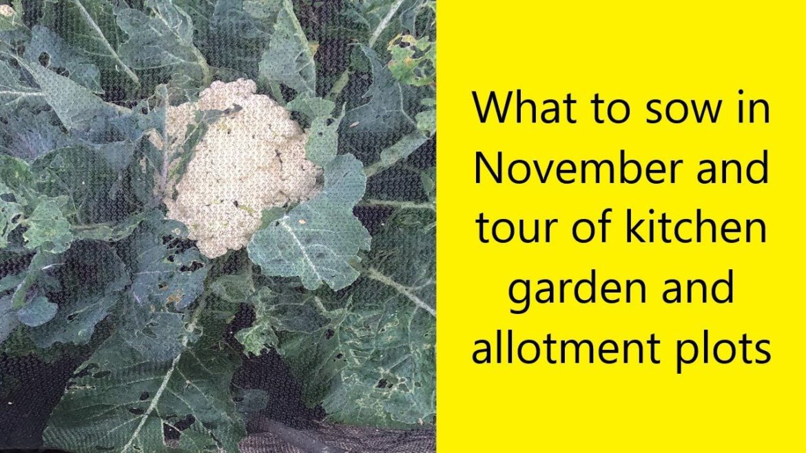 What to sow in November and tour of kitchen garden and allotment plots