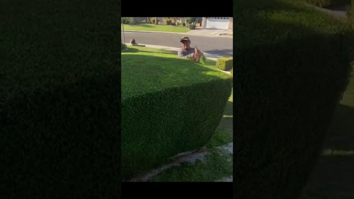 Relaxing landscaping hedge trimming. Relaxing landscaping hedge trimming.