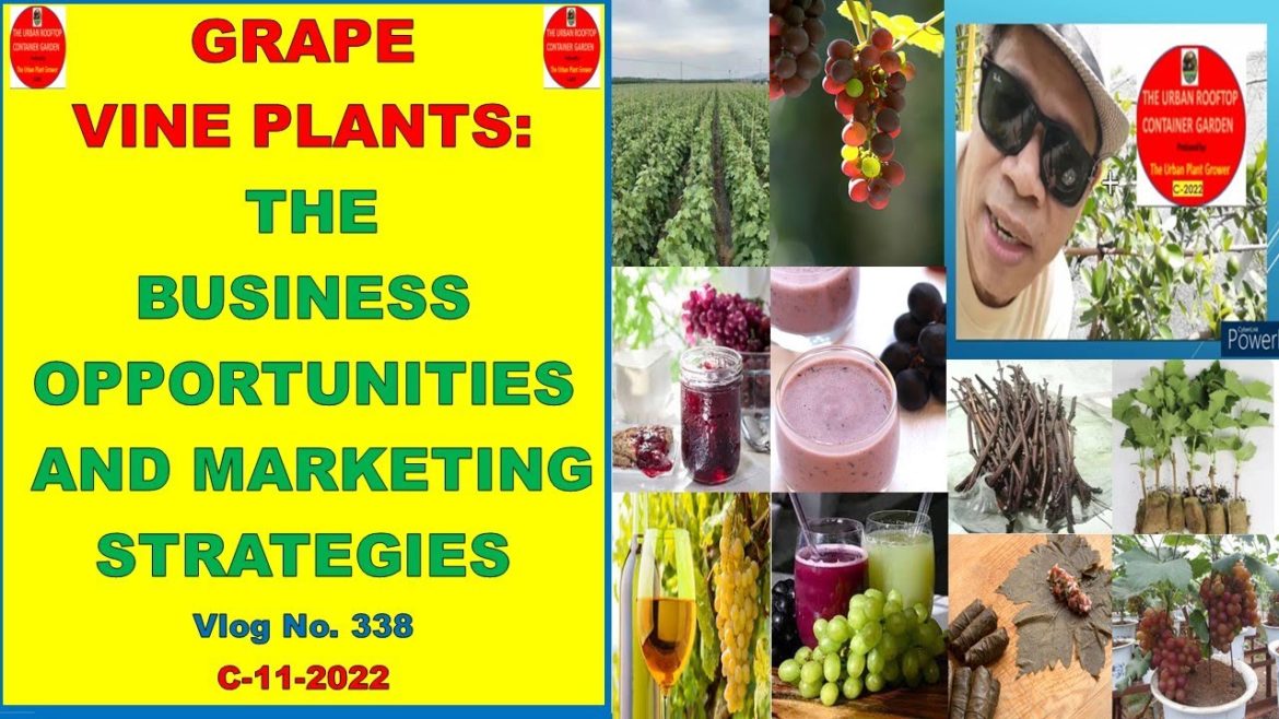 Grape Vine Plants: The Business Opportunities and Marketing Strategies