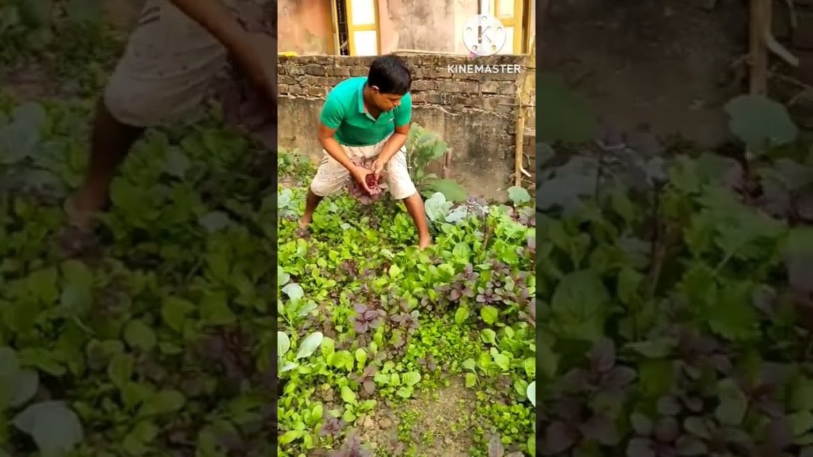#My Vegetable garden