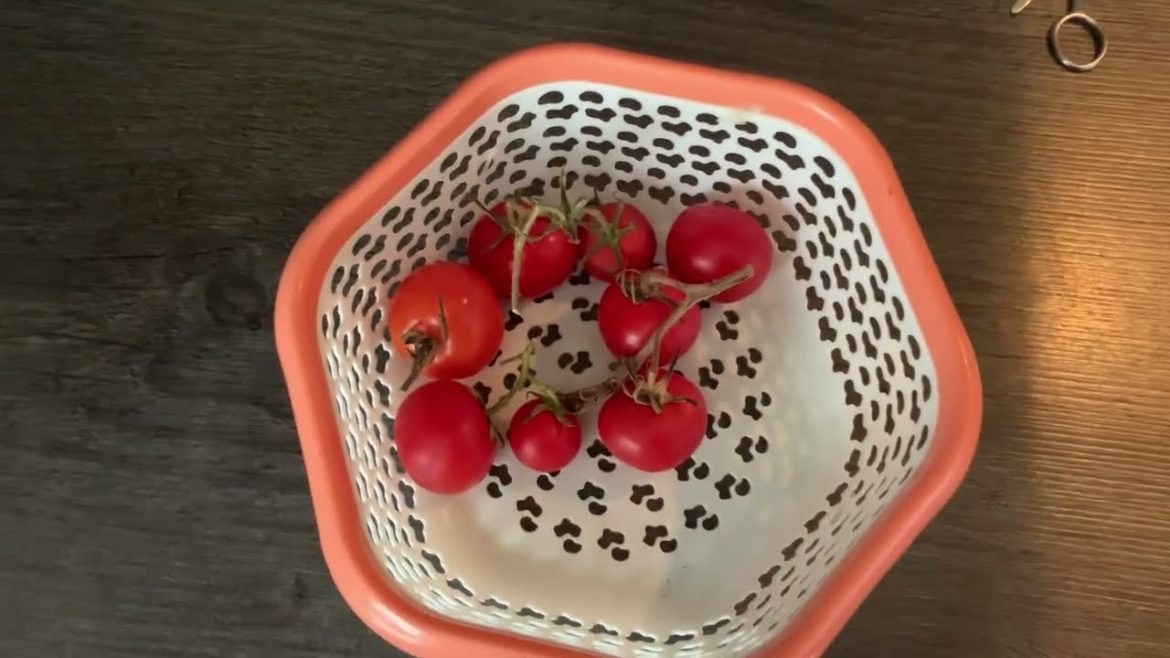 Harvesting tomatoes from potted plants