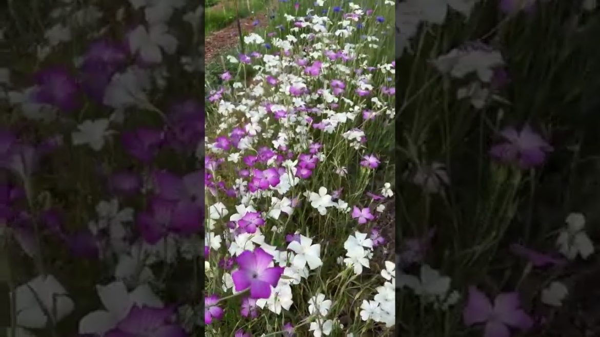 Agrostemma, commonly called Corn Cockle is one of the flowers that caused a big stir at markets