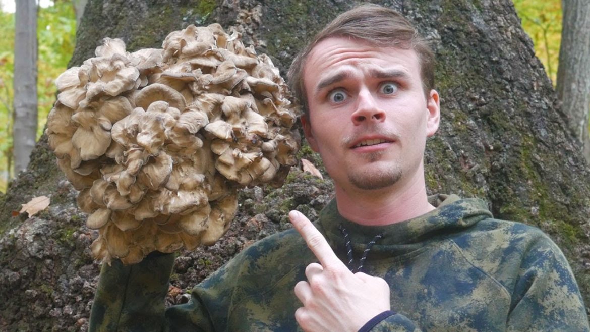 How to Find and Forage Maitake Mushroom | Mushroom Jerky How to Find and Forage Maitake Mushroom | Mushroom Jerky