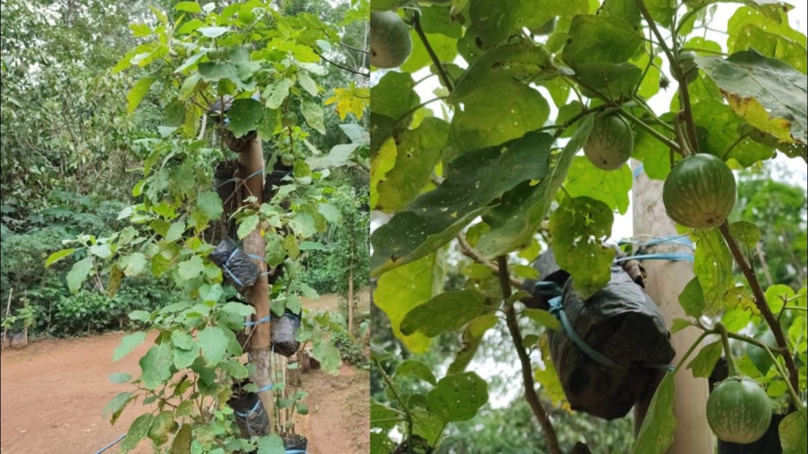 genius idea of ​​growing green eggplants vertically is very easy