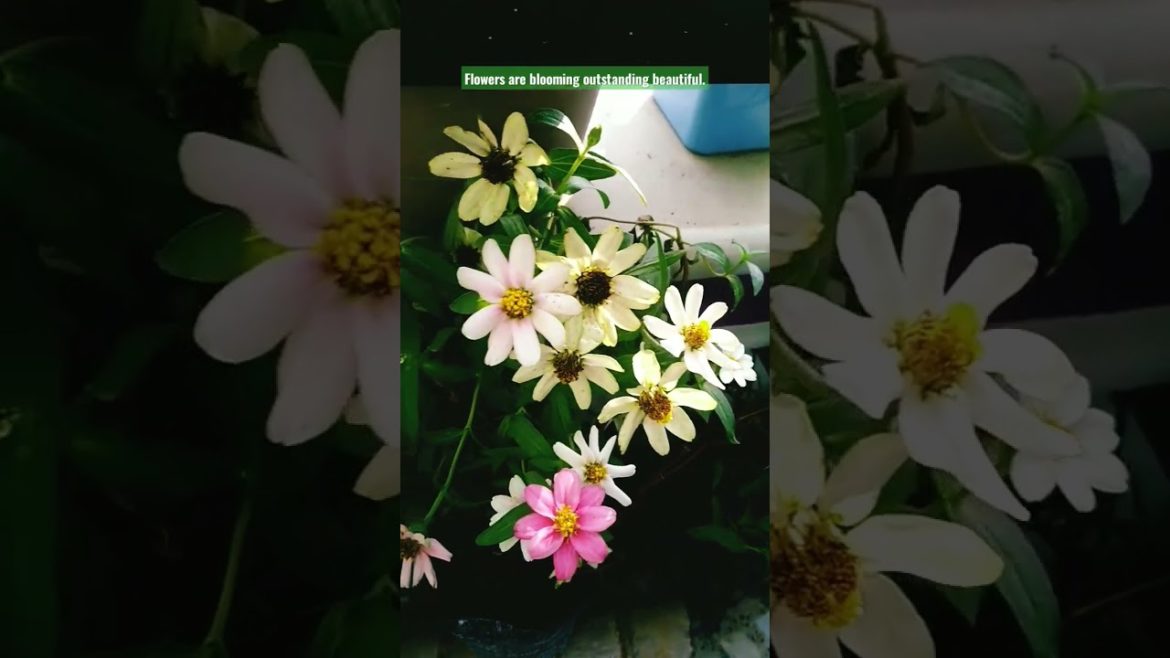 Flowers are blooming on Rooftop Garden Design. #shorts Flowers are blooming on Rooftop Garden Design. #shorts