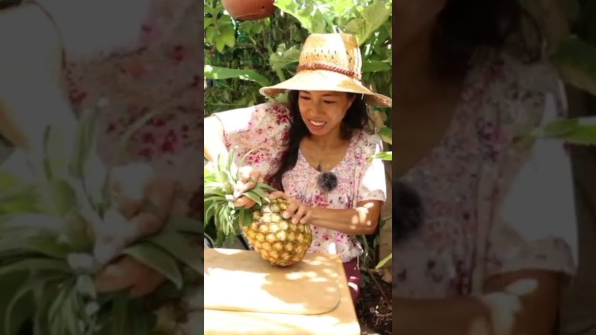 How To Grow A $50 Pineapple! How To Grow A $50 Pineapple!