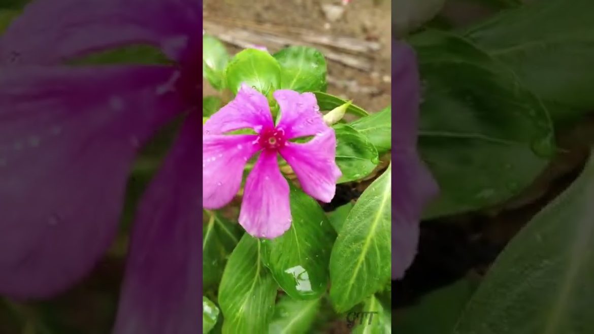 மகிழ்ச்சியாக மழையில் நனைந்த செடிகள்|It's Raining|Gardening Tips Tamil #shorts