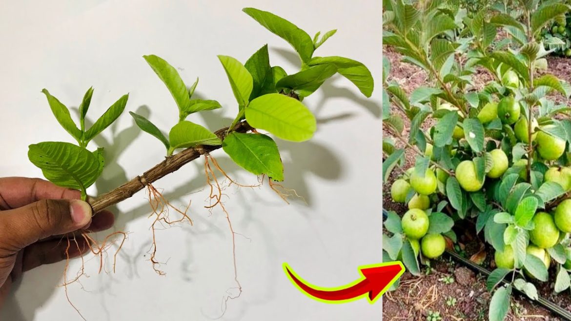 How To Grow Guava Tree Cutting Very Unique Techniques