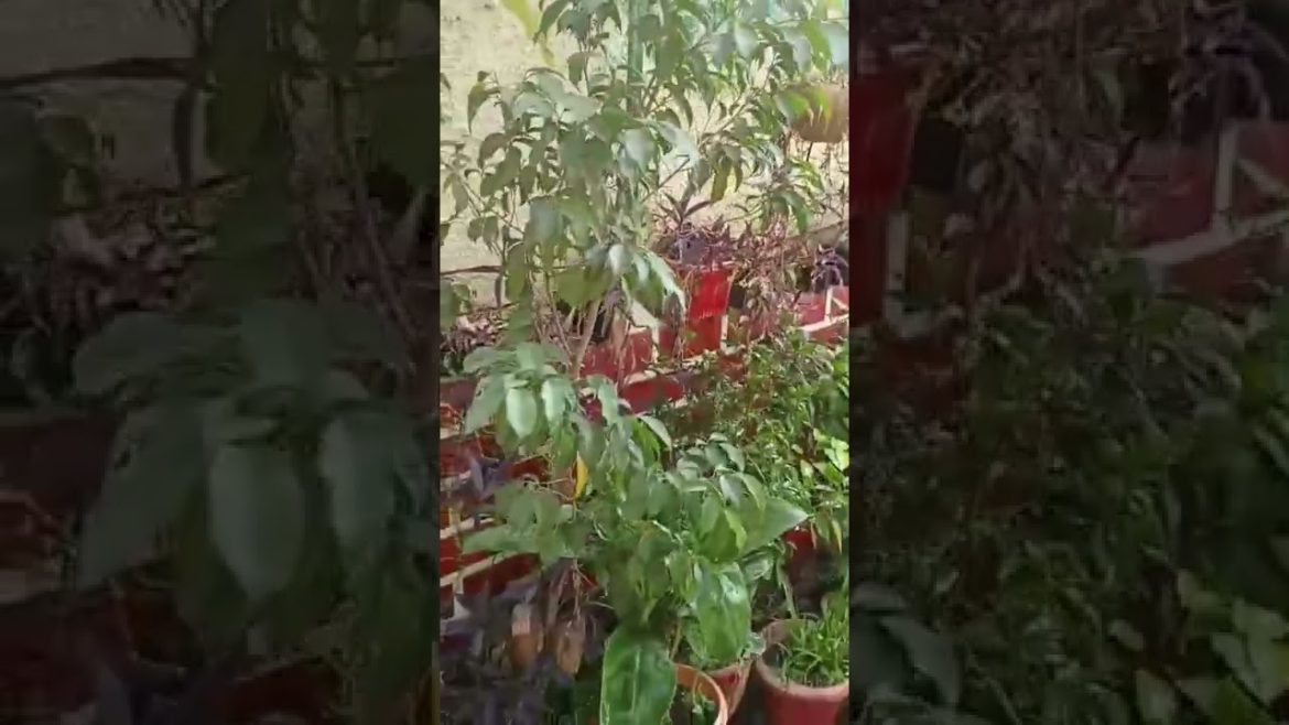 पौधों में सर्दी में पानी ऐसे दें#shorts #gardeningtips #youtubeshort #youtubevideo #shortsfeed