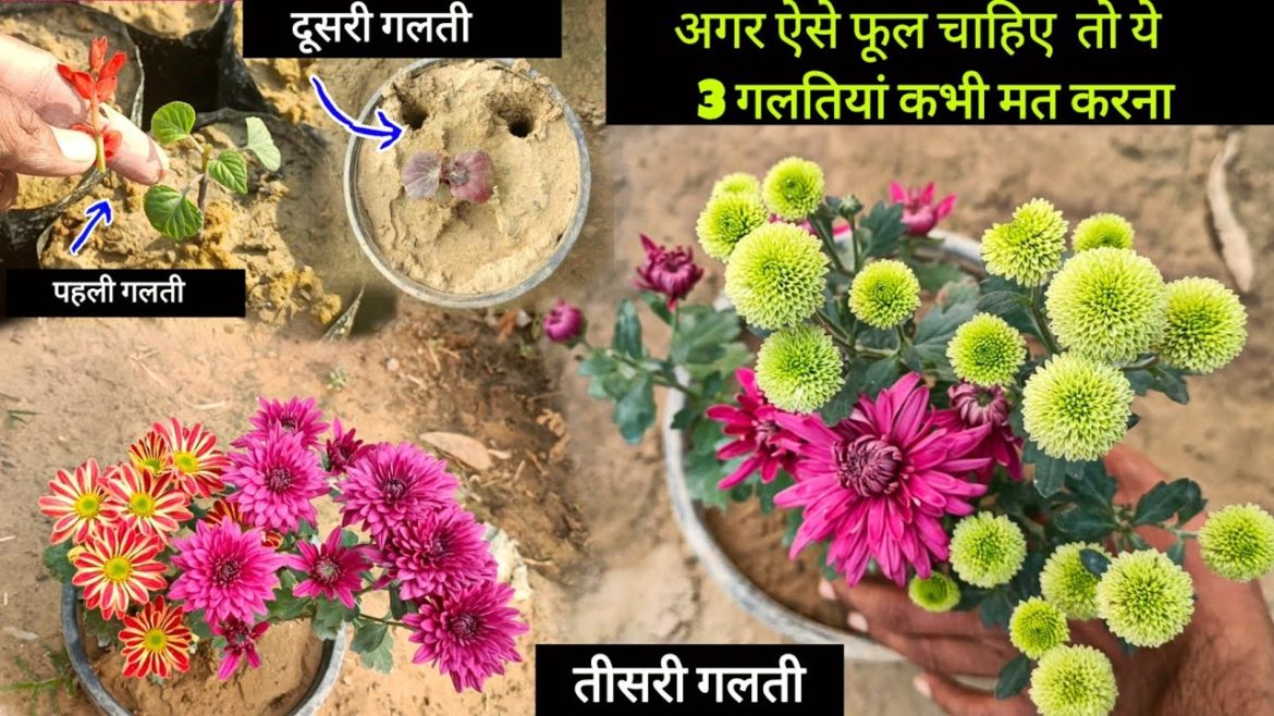 अगर सर्दी वाले पौधों पर ढेरो फुल चाहिए तो भूल कर भी ये 3 गलतियां मत करना  ।। Best Gardening Tips