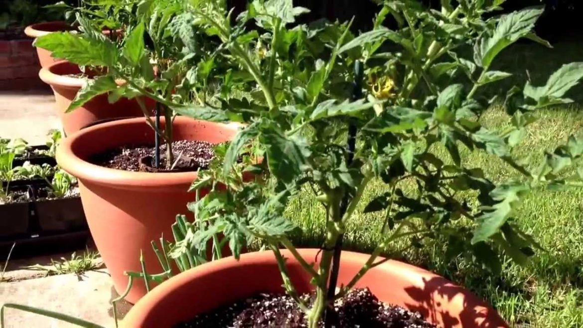 My garden update April 27 2013