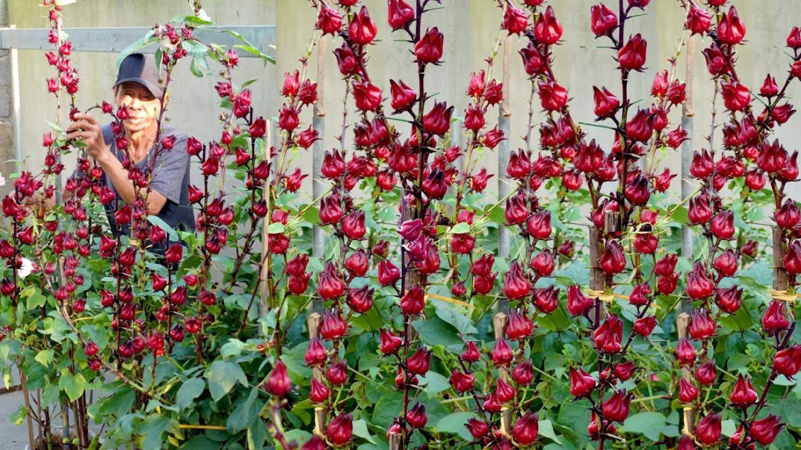 Growing and Harvesting Red Atiso at home, Lots of good uses for health Growing and Harvesting Red Atiso at home, Lots of good uses for health
