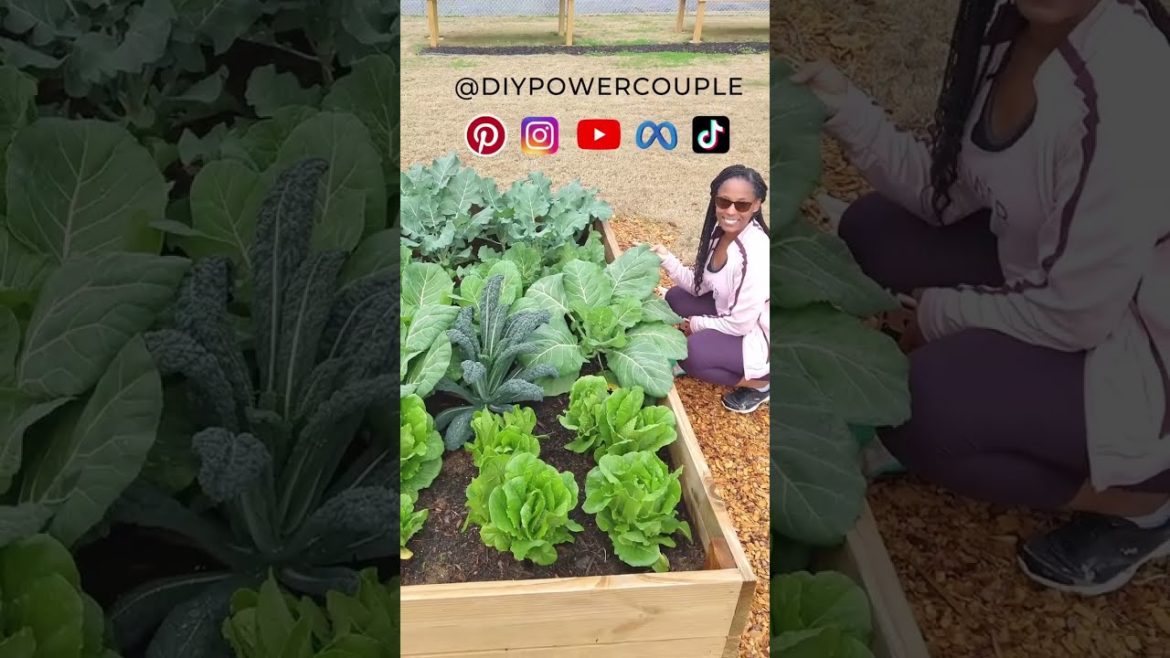 Our Easy DIY Garden – #shorts Our Easy DIY Garden - #shorts