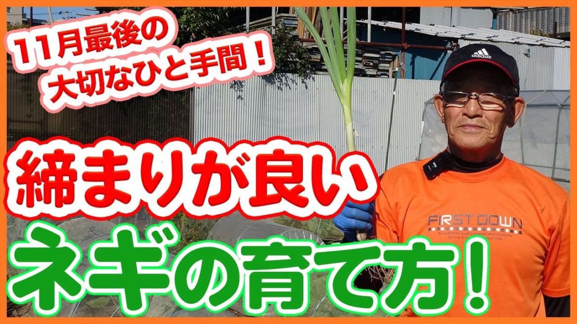 家庭菜園や農園のネギ栽培で締まりの良いネギの育て方！良いネギ作りで重要な１１月最後の大切なひと手間！/November Work Tips for Growing Tight Green Onions