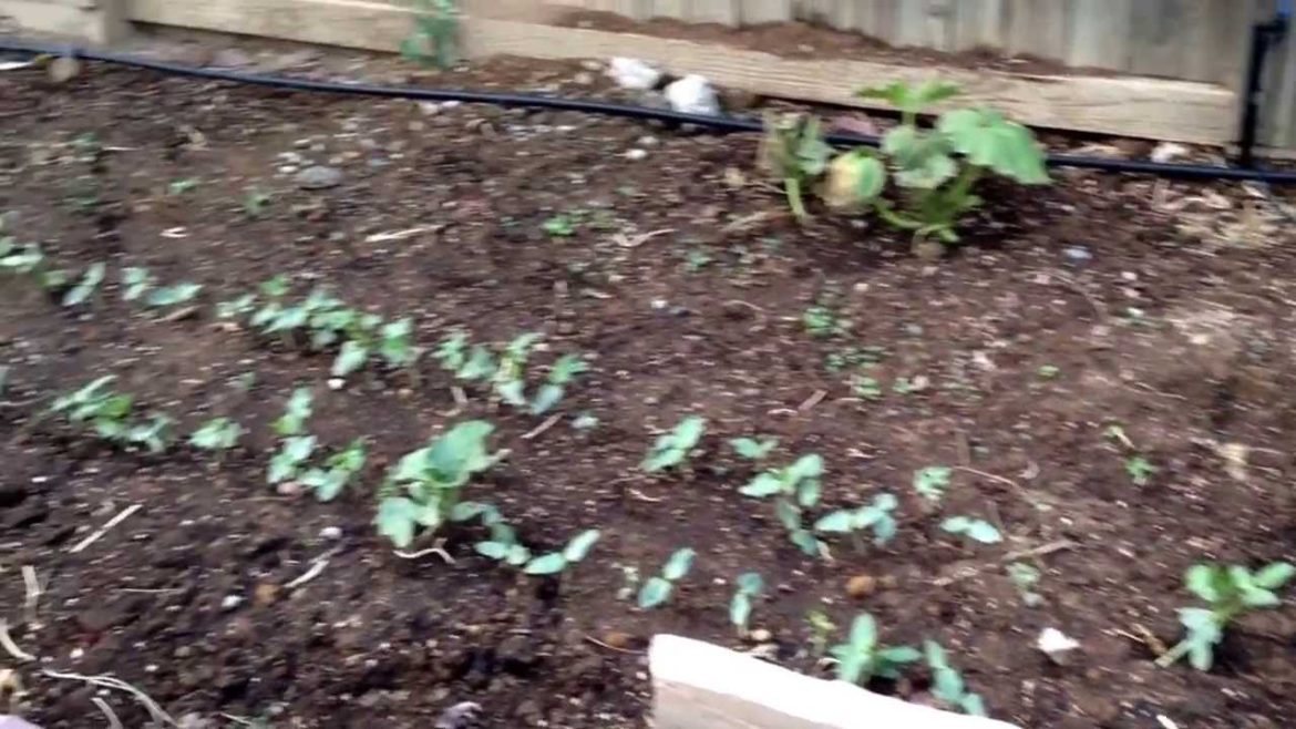 We got a big project for the patio and garden :)