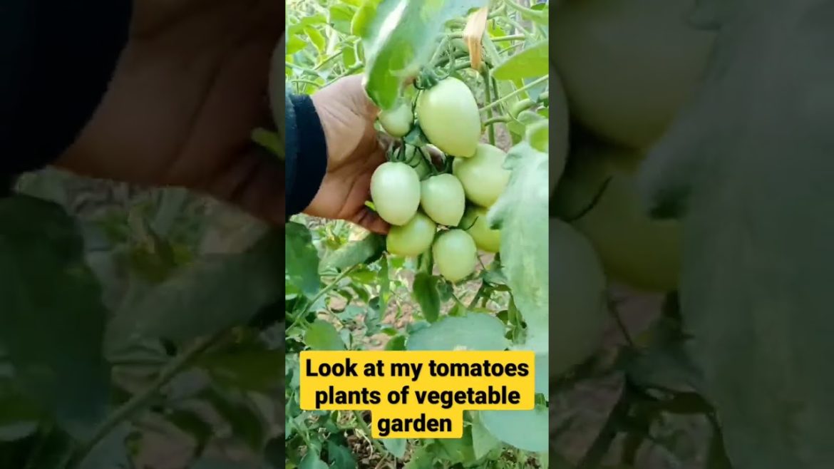 look at my tomatoes plants of vegetable garden #shorts
