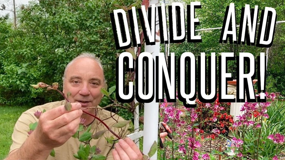 Hummingbird Garden Tips! Plant Cuttings And Divisions