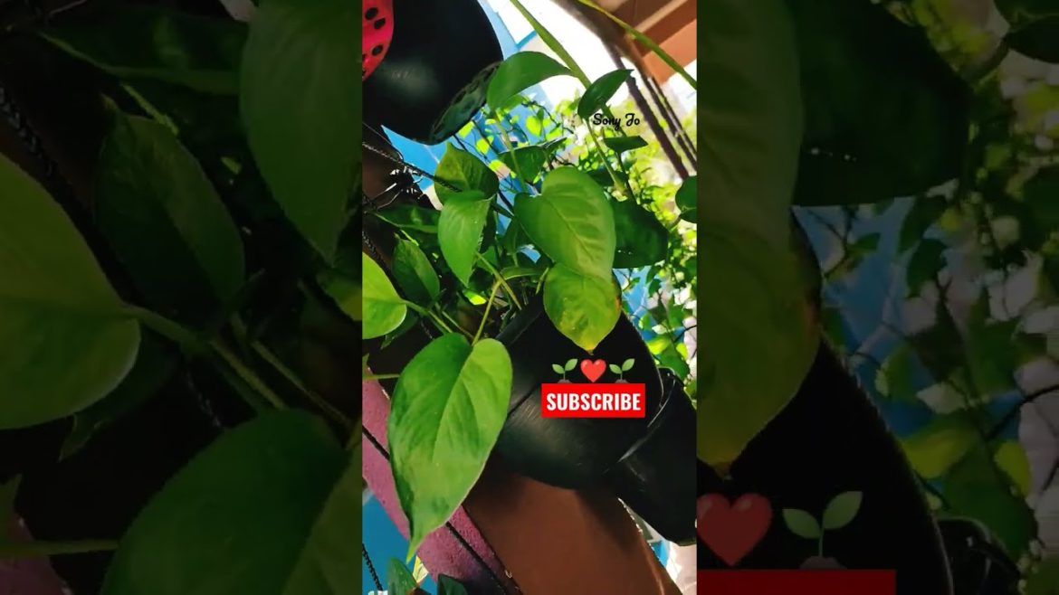 Am Unstoppable growing Indoor Plants🌱🌱😎😘😘❤️🌱😂#short #shorts  #garden #viral #youtubeshorts #trending