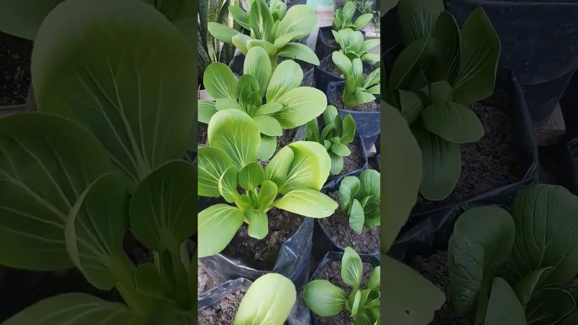 beautyful vegetable farm and Vegetable garden at home#shorts#satisfying #GreenFarmID#smallgreen