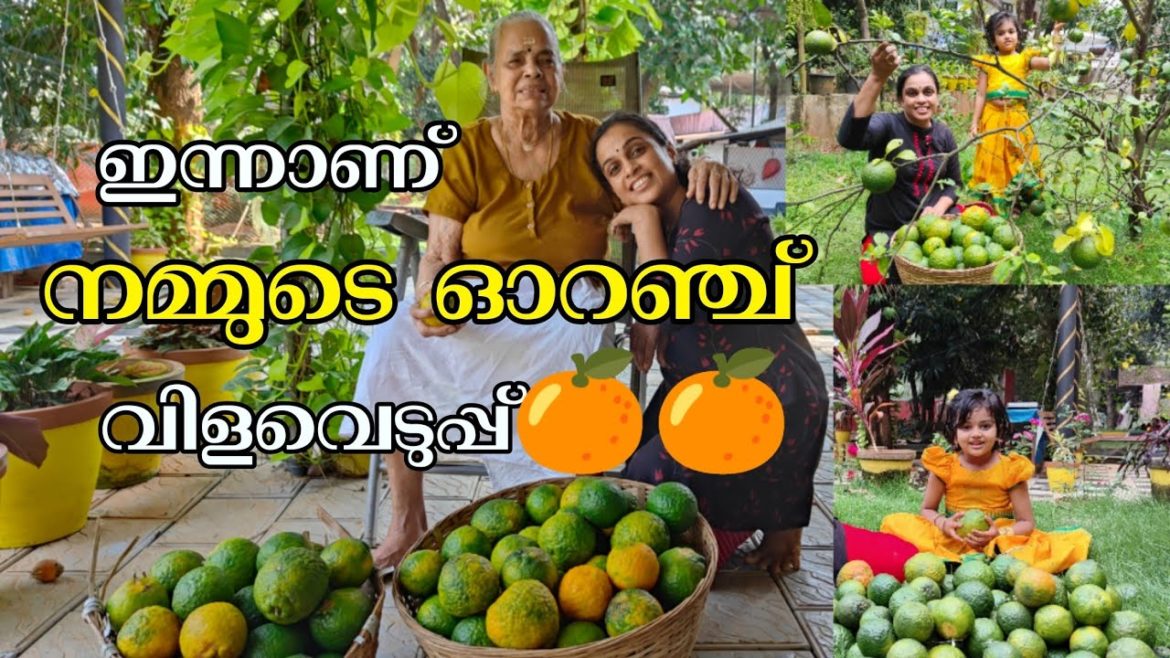 ഓറഞ്ച് 🍊🍊 വീണ്ടും നമ്മളെ ഞെട്ടിച്ചു അങ്ങനെ വീട് സ്വർഗ്ഗമാക്കി🥰 | Our Orange Garden 🏡