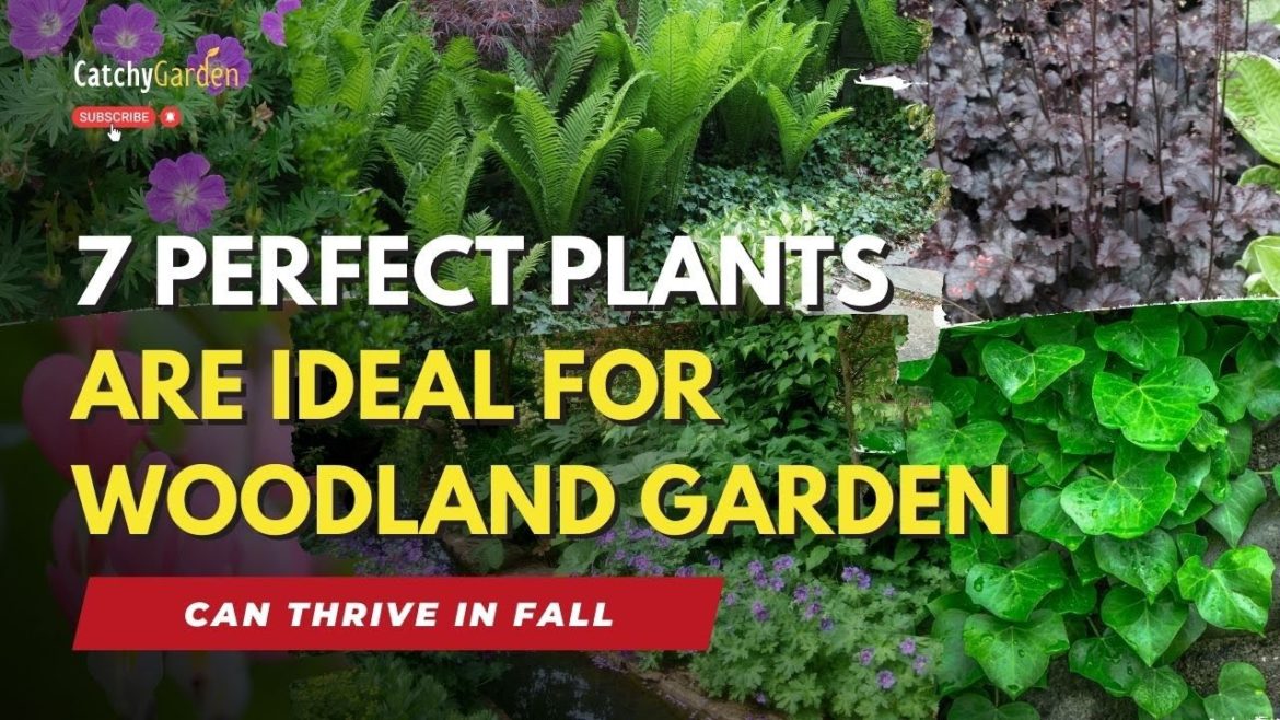 7 Perfect Plants Are Ideal For Woodland Garden and Can Thrive in Fall πΏπ·π΄ 7 Perfect Plants Are Ideal For Woodland Garden and Can Thrive in Fall πΏπ·π΄