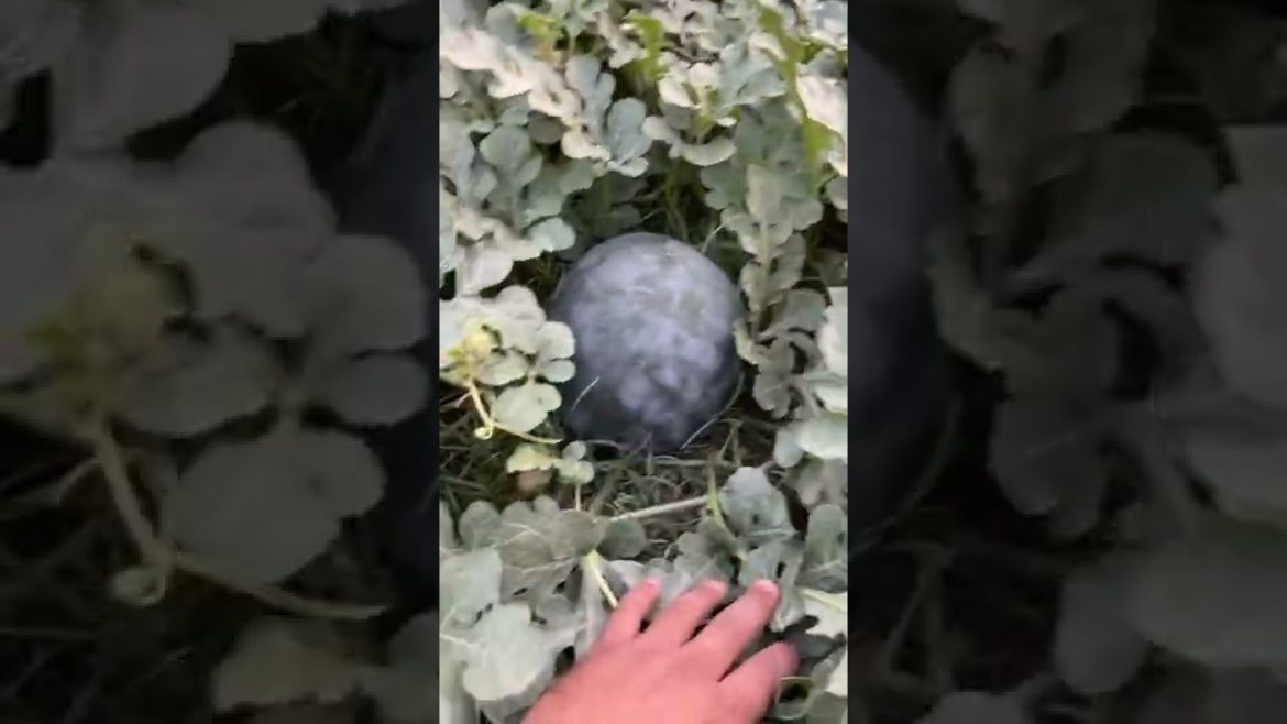 Beautiful Watermelon Vine in Home Kitchen Garden Beautiful Watermelon Vine in Home Kitchen Garden