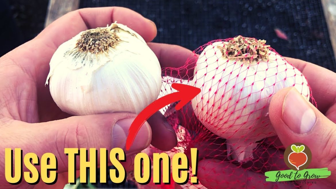 This Year's Garlic Will Be Different! Here's Why | Planting Organic Seed Garlic