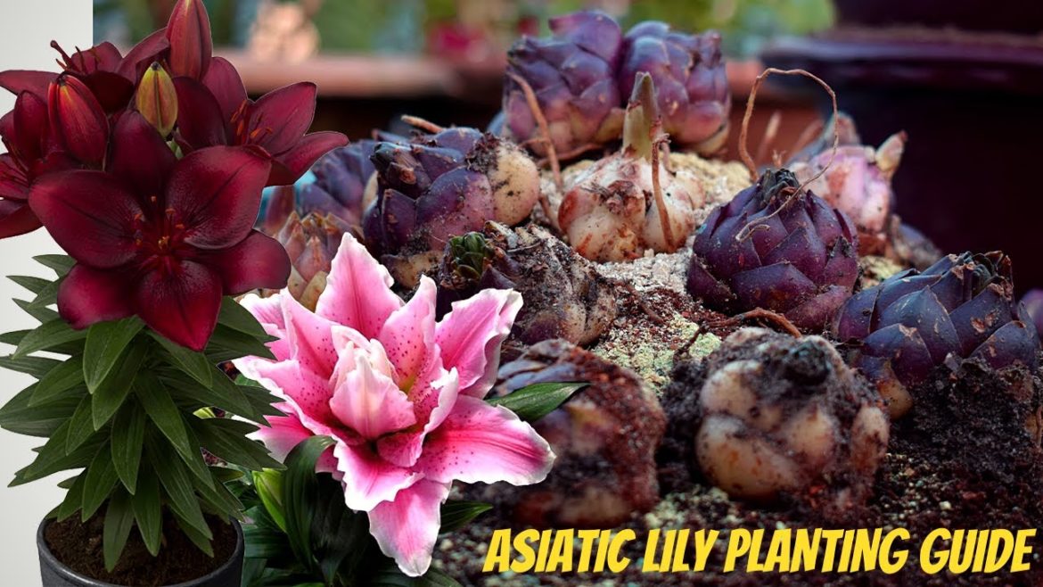 Asiatic Lily Bulb Planting Guide I Lilium Flower Plant Tips and Care I Pabitra Garden
