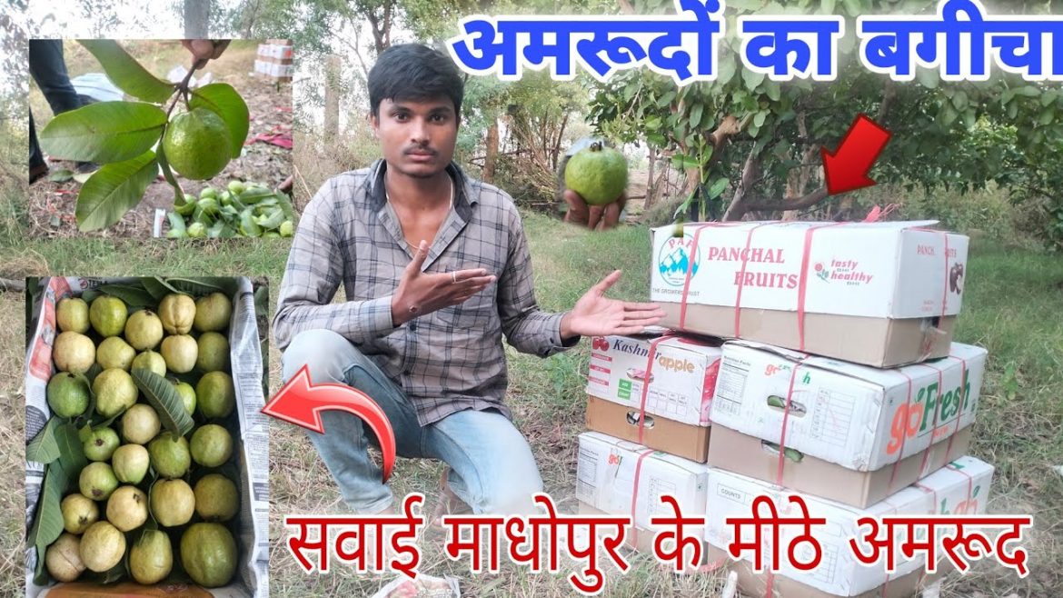 अमरूदों का बगीचा || guava gardan || sawai madhopur ke femous guava #vlog अमरूदों का बगीचा || guava gardan || sawai madhopur ke femous guava #vlog