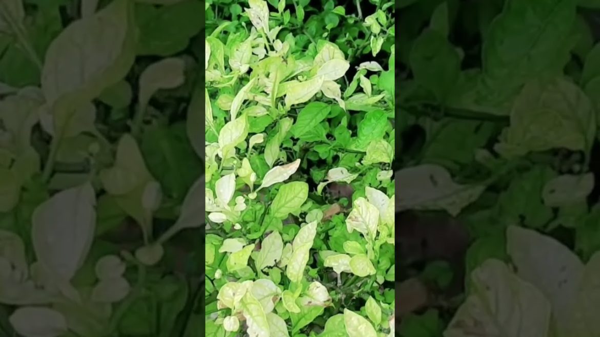 പോഷകങ്ങളുടെ കുറവ് പരിഹരിക്കാൻ #Jaiva valangal #krishitips #gardentips #usefulsnippets #shorts