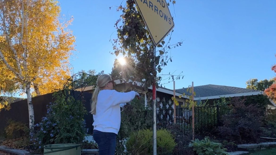 Quick Fall Clean Up Day (I Ran Out of Daylight!! 😆) :: Zone 9b Small Space Gardening