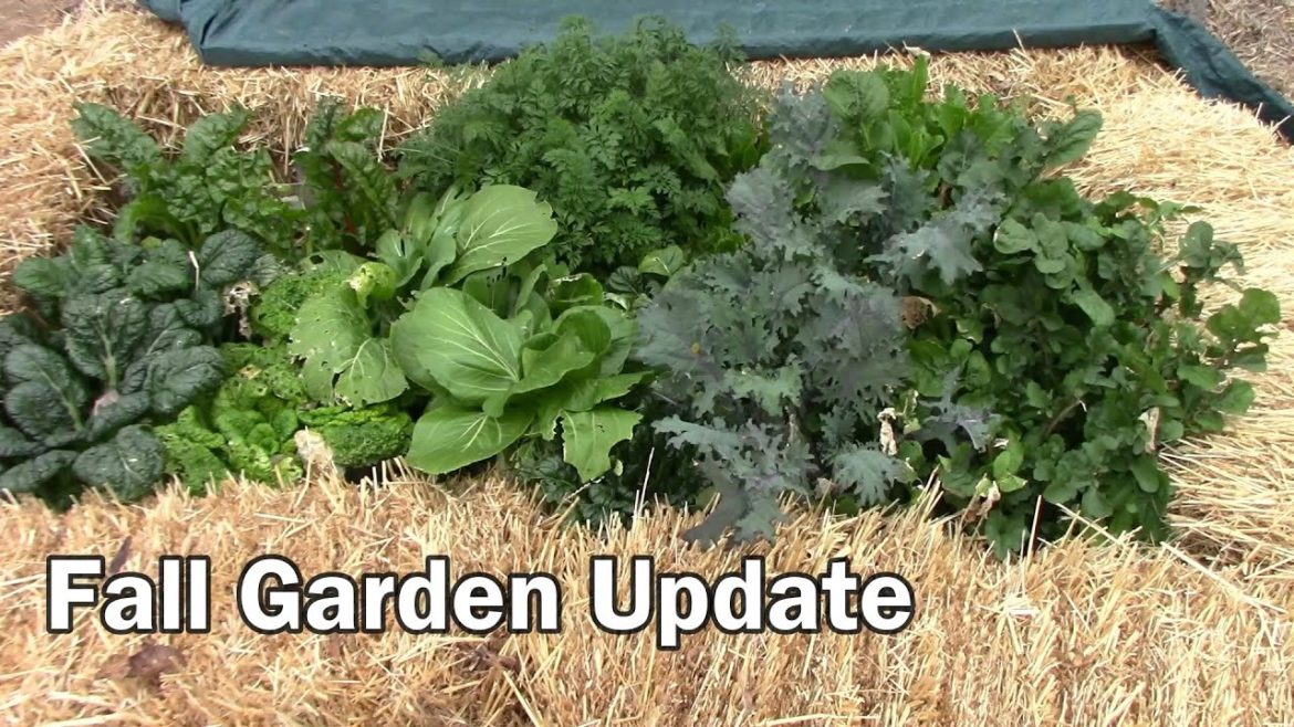 November Gardening Update – Getting The Fall Garden Ready For Winter November Gardening Update - Getting The Fall Garden Ready For Winter