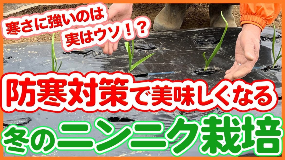 家庭菜園や農園のニンニク栽培は防寒対策で美味しくなる!?美味しいニンニクの育て方を徹底解説!【農園ライフ】/Garlic cultivation tips from a Japanese farmer 家庭菜園や農園のニンニク栽培は防寒対策で美味しくなる!?美味しいニンニクの育て方を徹底解説!【農園ライフ】/Garlic cultivation tips from a Japanese farmer
