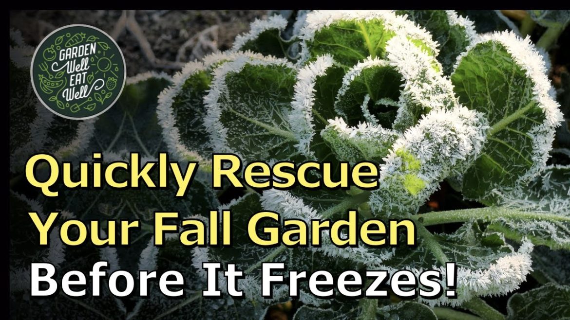 Stop Your Plants From Freezing! Do This Garden Prep Early On And You Can Quickly Save Them All Stop Your Plants From Freezing! Do This Garden Prep Early On And You Can Quickly Save Them All