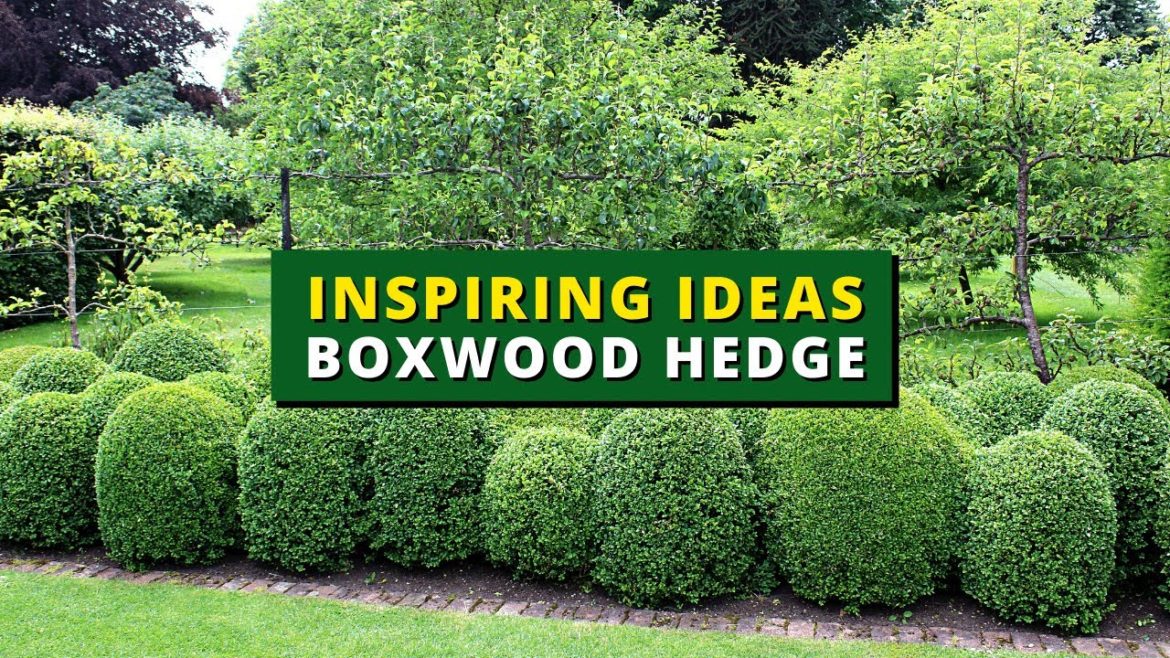 40+ Inspiring Boxwood Hedge Ideas 🌲🌳