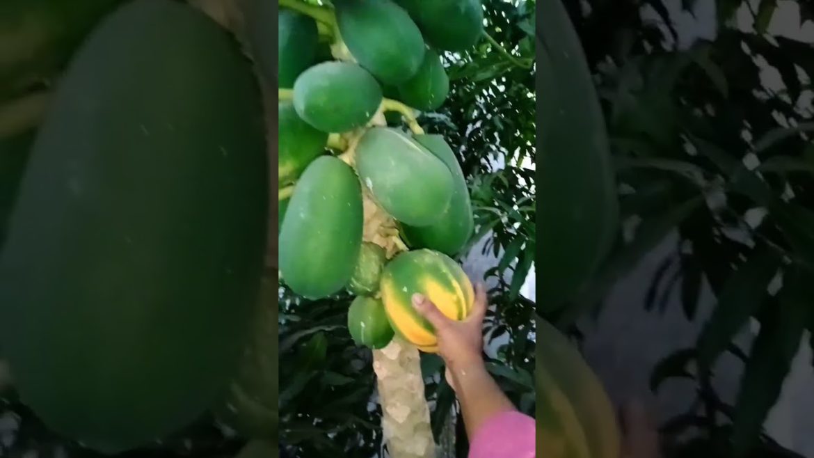 papaya fruit #shorts papaya fruit #shorts