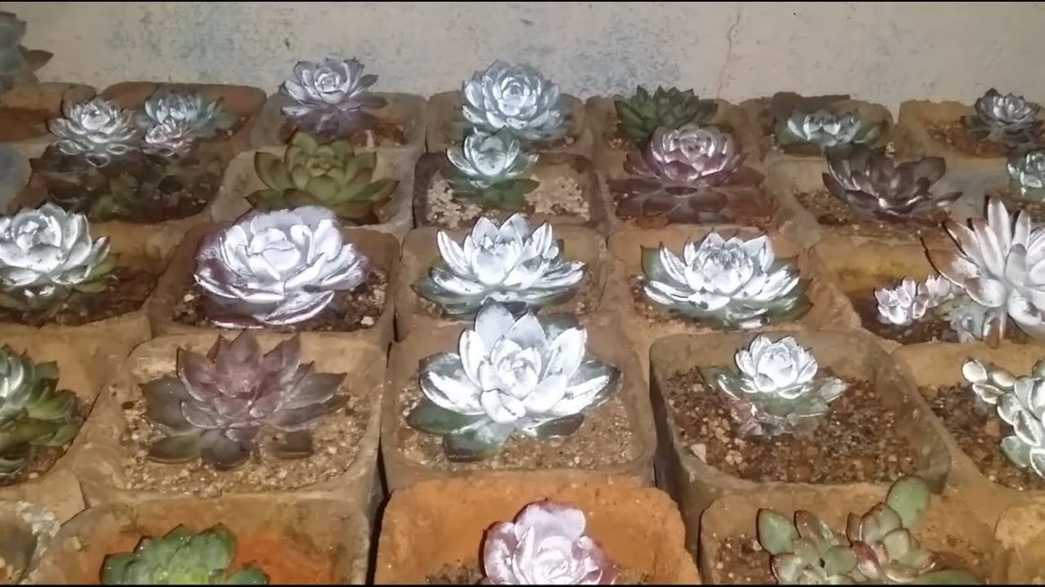 || WHAT’S  ITS LIKE HAVING SUCCULENTS OUT IN THICK FOG ||