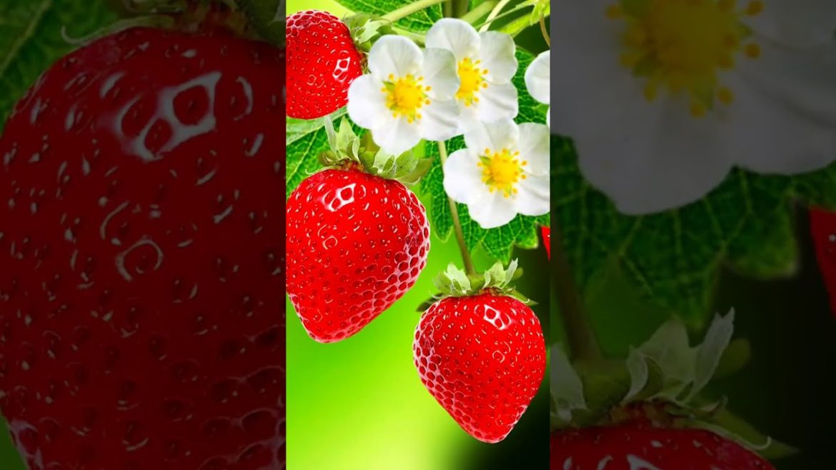 मिट्ठी लाल स्ट्रॉबेरी अपने घर पर उगाए #youtube #shorts #viral #trending #youtubeshorts #strawberry