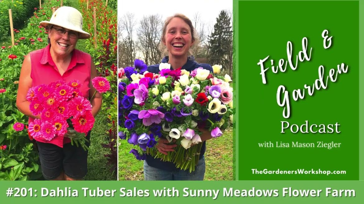 #201: Dahlia Tuber Sales with Sunny Meadows Flower Farm #201: Dahlia Tuber Sales with Sunny Meadows Flower Farm