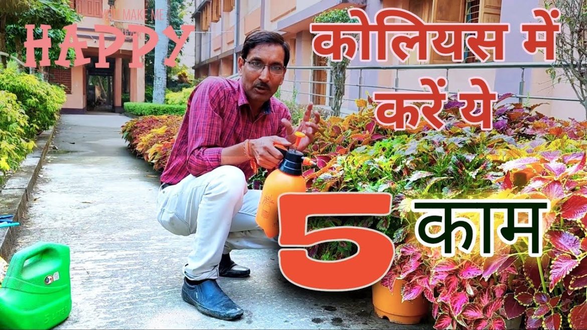 अगर कोलियस ग्रो करना है तो ये पांच बातें ज़रूर जानें / 5 Essential tips for Growing Coleus