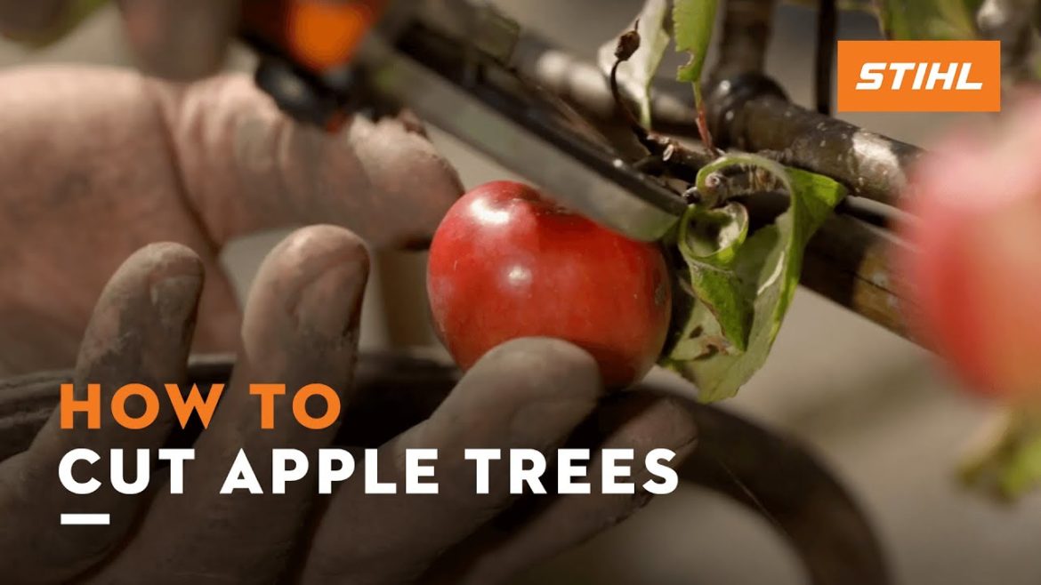 STIHL Garden Tips | Cutting an apple tree with Jane Moore | STIHL Tutorial