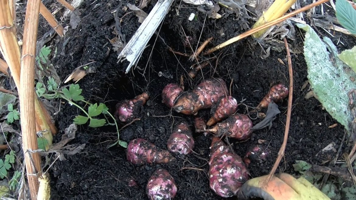 Digging up the First Artichoke Tubers – Food Security Crop Digging up the First Artichoke Tubers - Food Security Crop