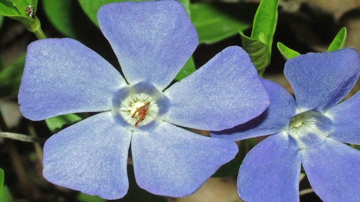 Gardening Tips : How to Grow Vinca Minor Gardening Tips : How to Grow Vinca Minor