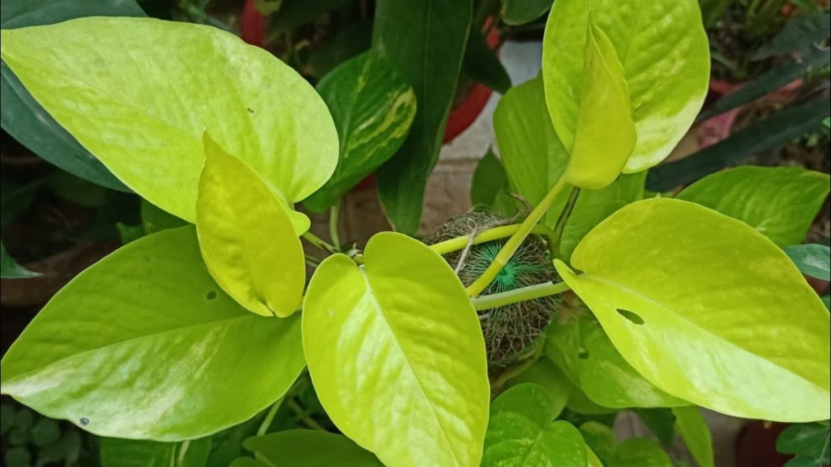 Plant corner in my backyard garden #Shorts 2