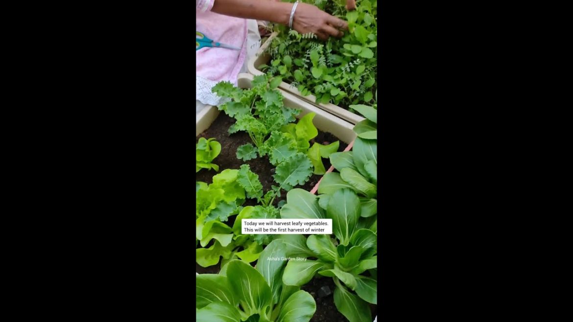 Winter Leafy Vegetable Harvesting|सर्दियों में पत्तेदार सब्जियां उगाये|#ashasgardenstory#shorts Winter Leafy Vegetable Harvesting|सर्दियों में पत्तेदार सब्जियां उगाये|#ashasgardenstory#shorts