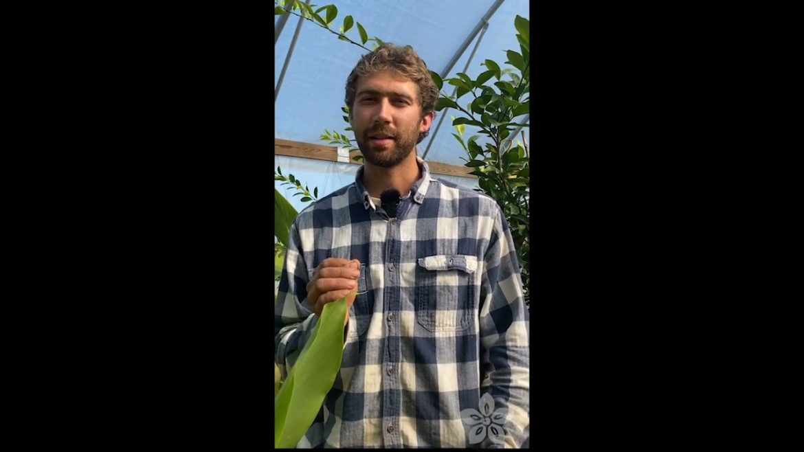 Why You Should Grow Blue Turmeric Why You Should Grow Blue Turmeric