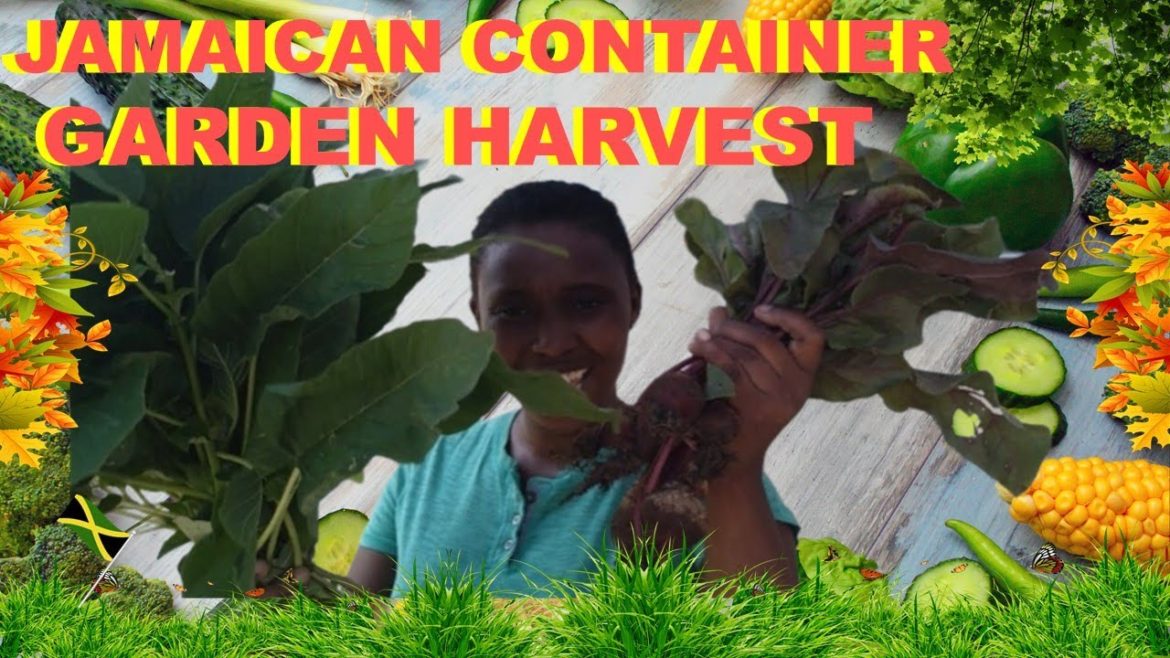 Jamaican Backyard Garden Harvest (Container Garden) Jamaican Backyard Garden Harvest (Container Garden)