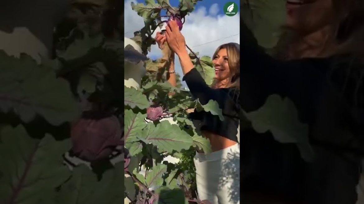 Brassica Vegetables Grow Amazing On Aeroponic Tower Garden | Horticulture #shorts #horticulture